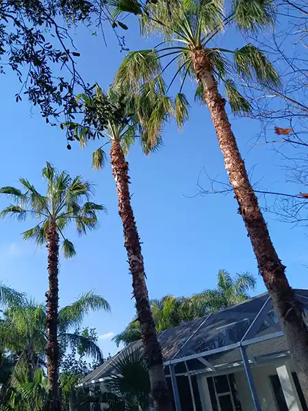 Tree Expert Tampa, FL Tree Expert Tampa, FL
