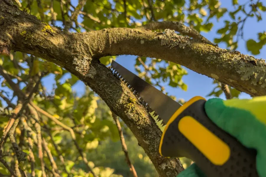 Affordable Tree Trimming Service Tampa, FL Affordable Tree Trimming Service Tampa, FL