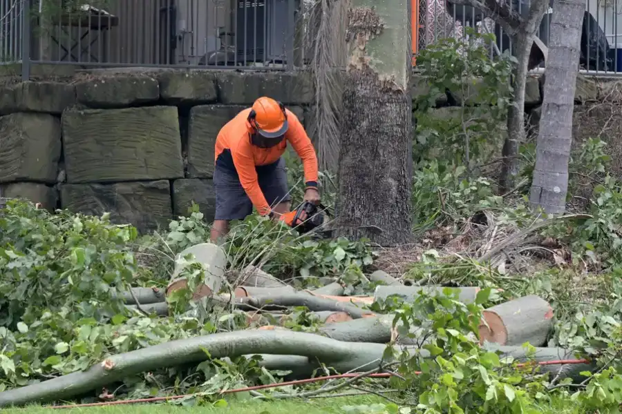 Excellent Tree Removal Service Tampa, FL Excellent Tree Removal Service Tampa, FL