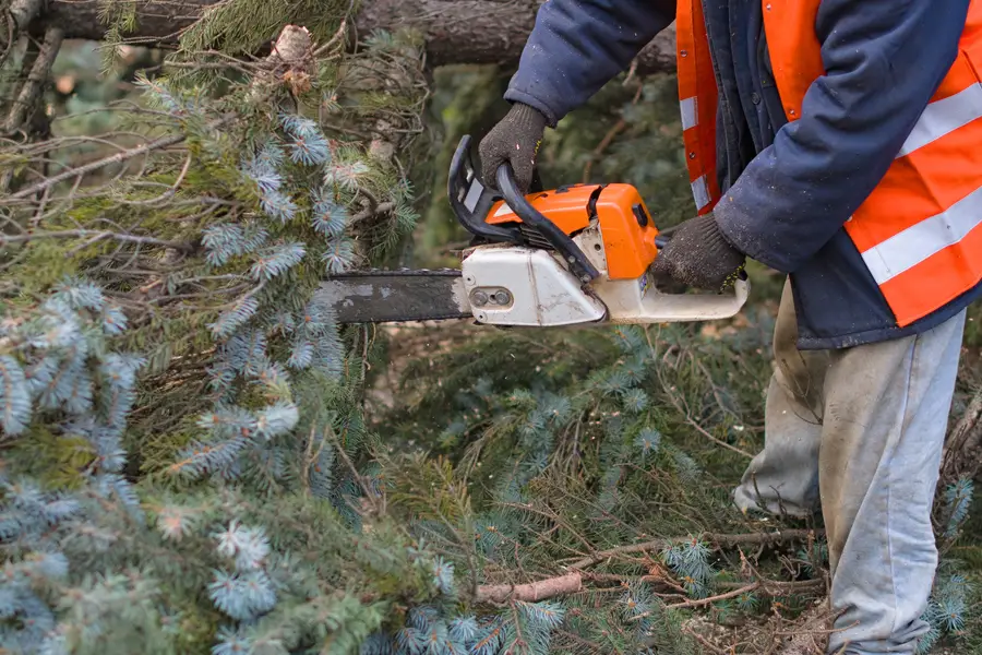 Expert Tree Removal Service Tampa, FL Expert Tree Removal Service Tampa, FL