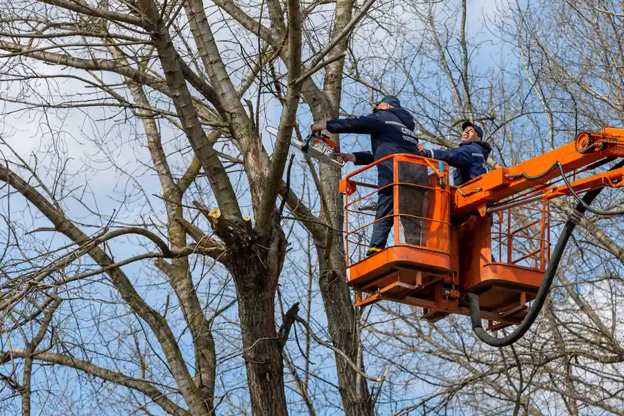 Premium Tree Removal Service Tampa, FL Premium Tree Removal Service Tampa, FL