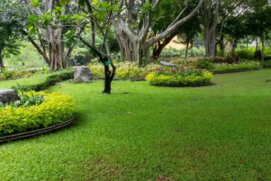 Professional Landscape Maintenance Tampa, FL Professional Landscape Maintenance Tampa, FL