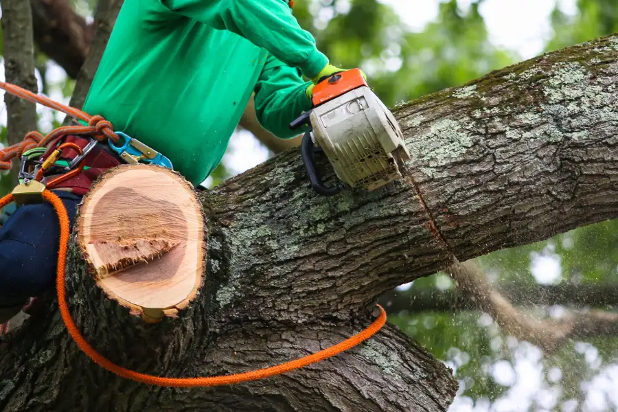 Quality Tree Trimming Service Tampa, FL Quality Tree Trimming Service Tampa, FL