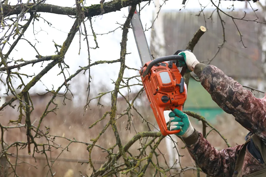 Reliable Tree Trimming Service Tampa, FL Reliable Tree Trimming Service Tampa, FL